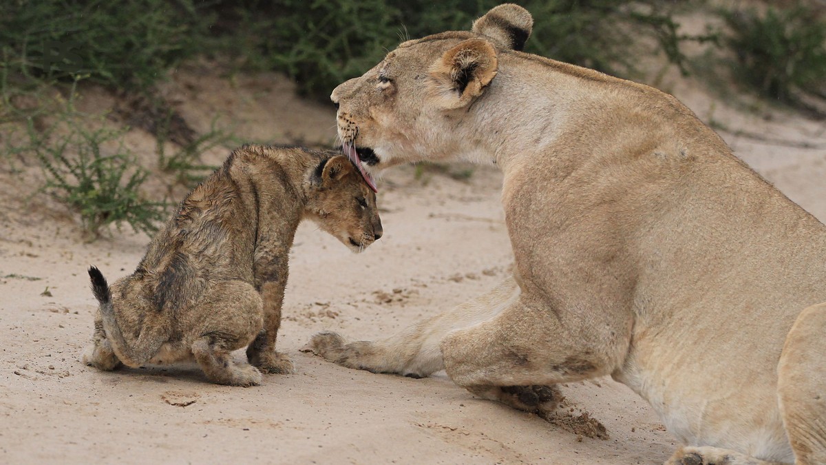 Family Safari Kenya Russian Speakers: 2026 Guide & Costs