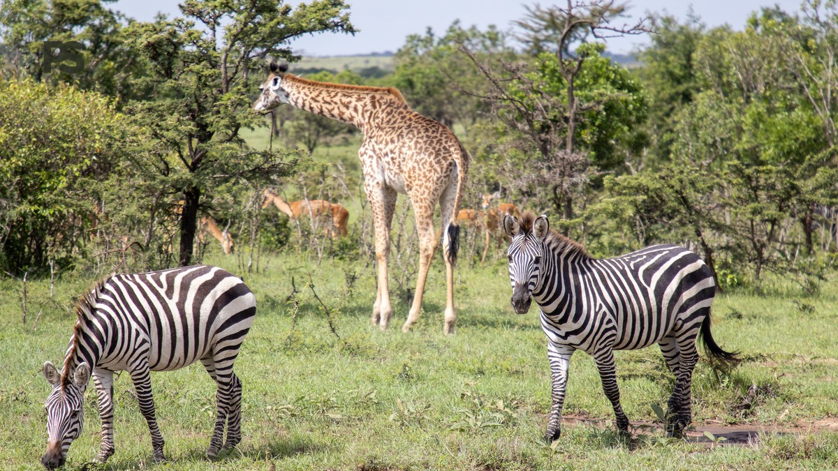 Final Checklist Before Kenya Safari: Full Guide - photo 2