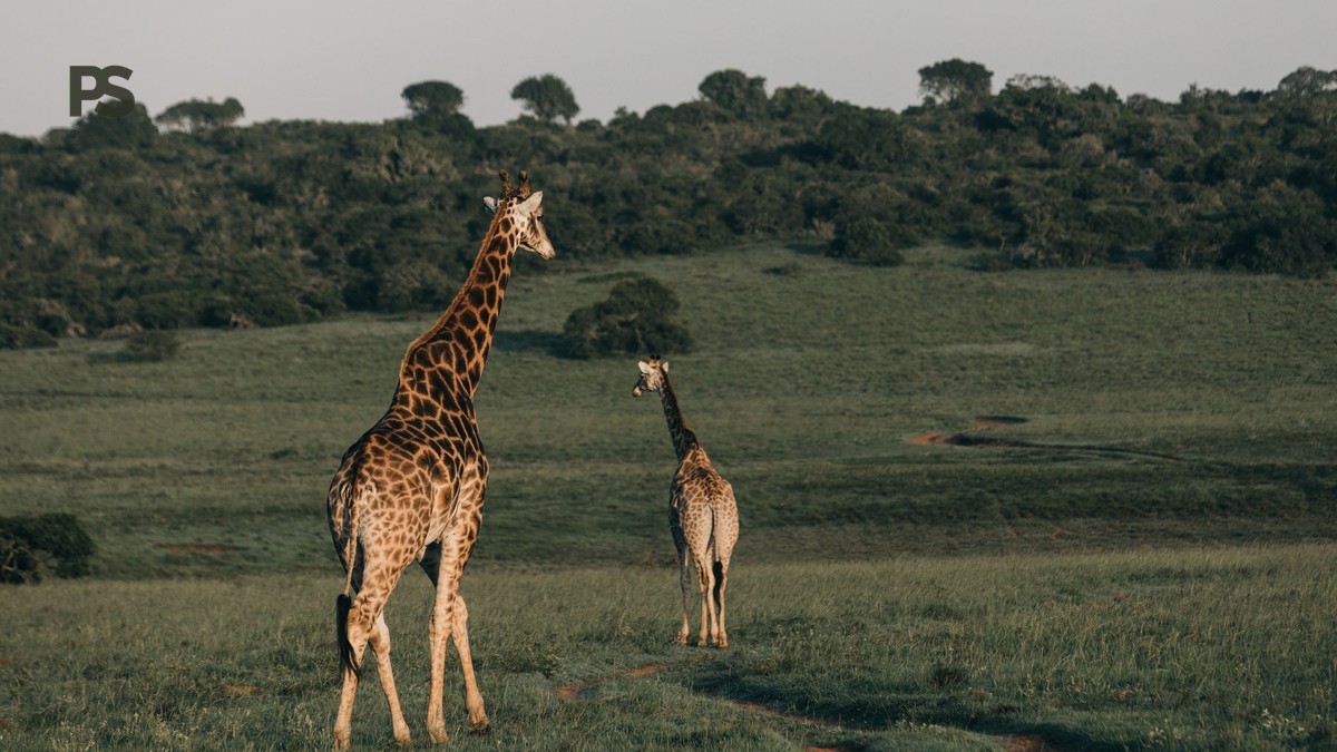 Giraffe Centre Nairobi Visit: Guide for French Speakers
