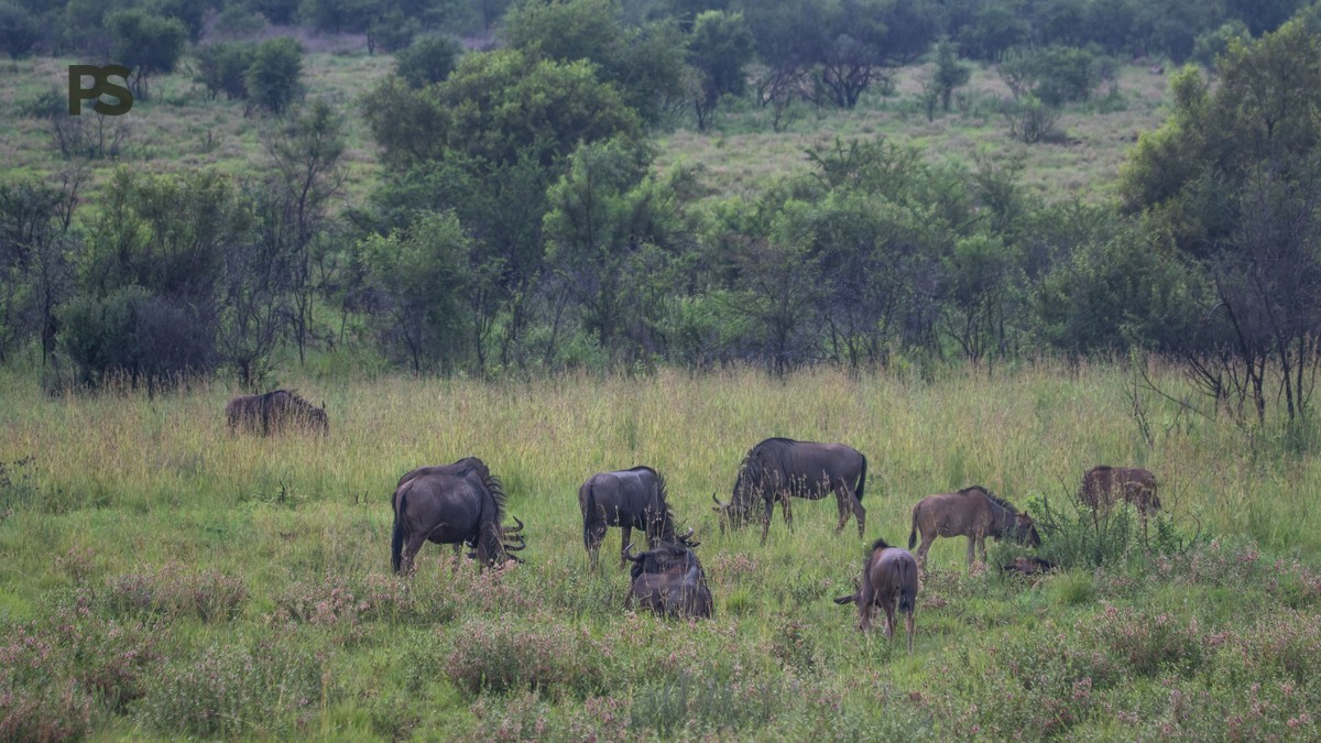 Great Migration River Crossing Timing for Dutch Speakers