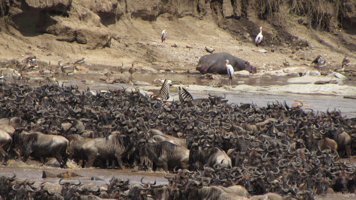 Great Migration Safari Guide for Japanese Speakers