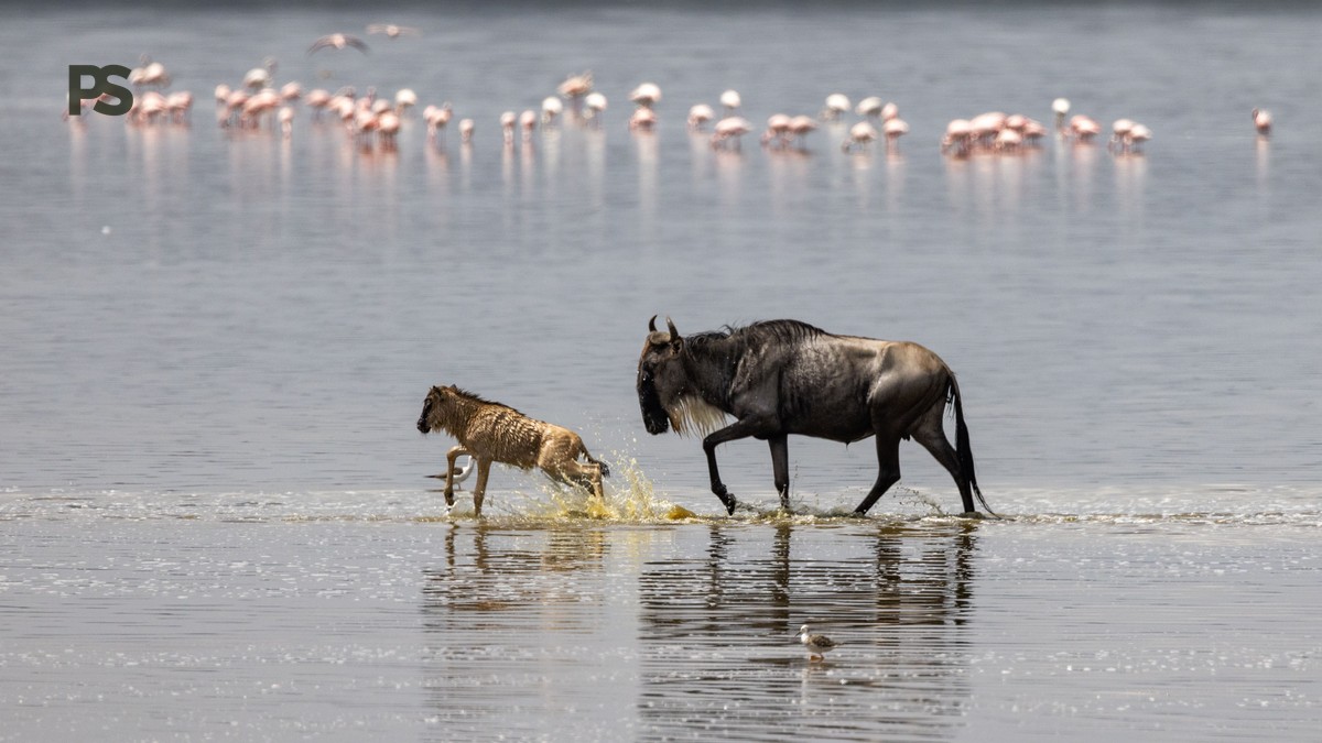 Great Migration Safari Guide for Japanese Speakers | Plain Safaris - photo 1