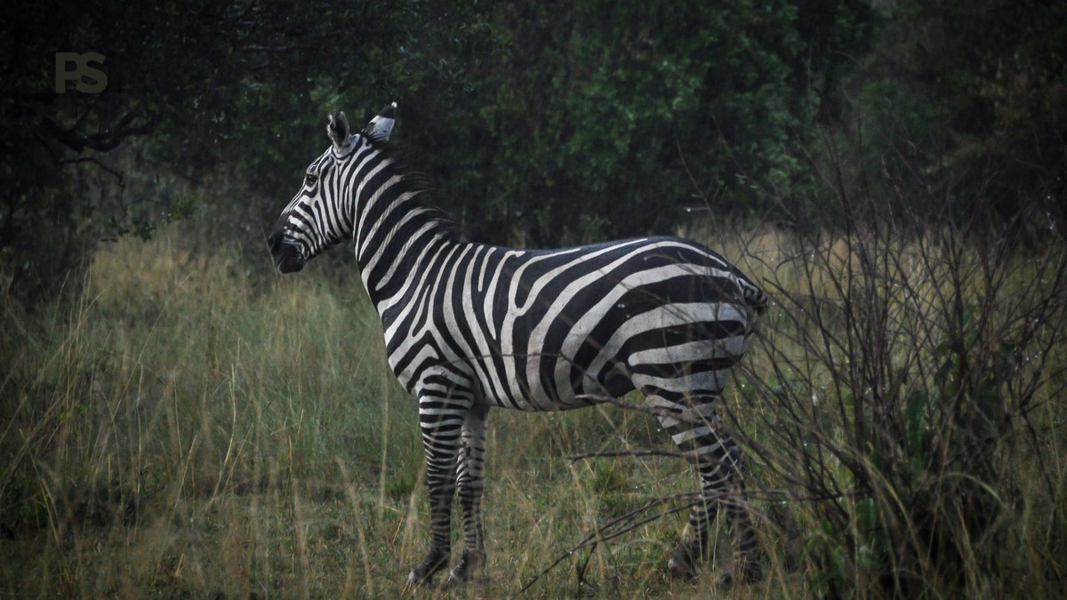 Great Rift Valley Viewpoint Road Trip Guide for the Mara