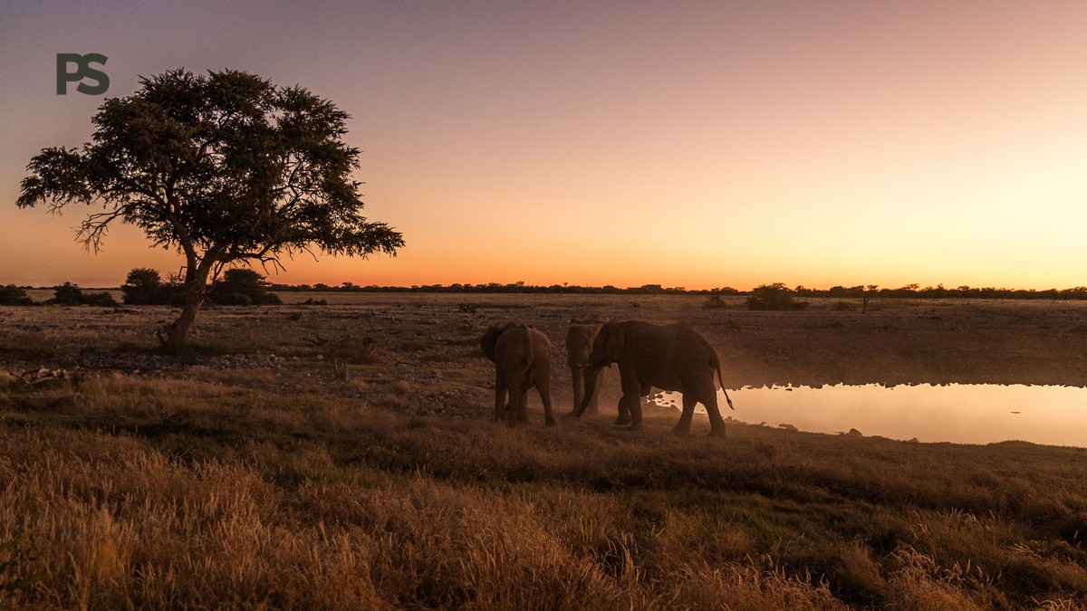 What Happens If Safari Roads Close: 5 Next Steps - photo 1