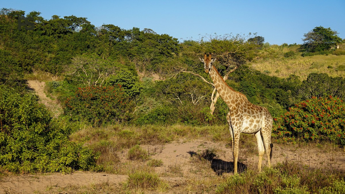 How Close Safari Vehicles Get to Kenya Wildlife - photo 1