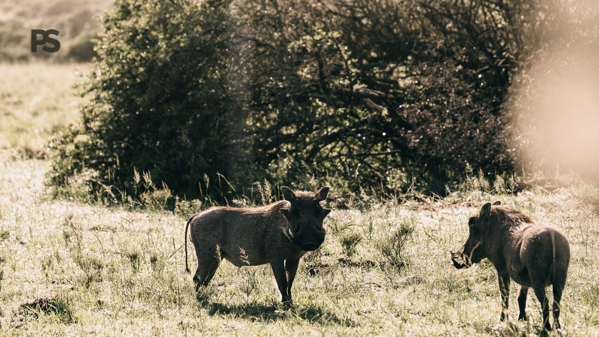 How Far Ahead Should You Book a Kenya Safari?