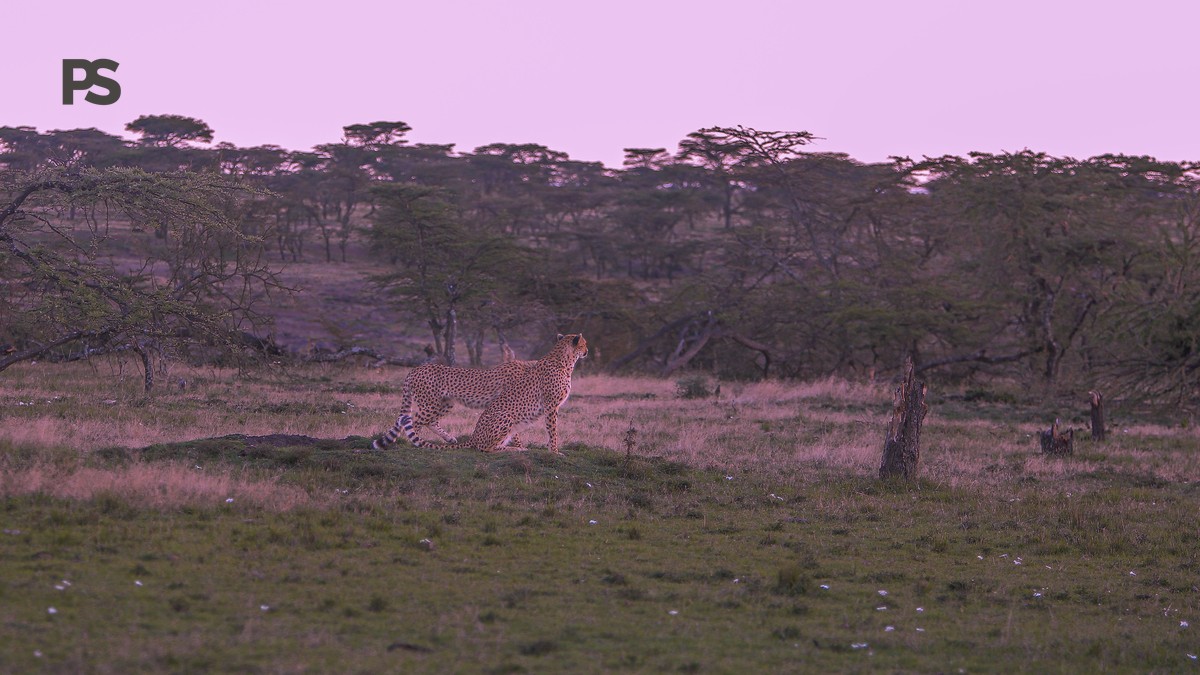 How Far Ahead Should You Book a Kenya Safari? - photo 1