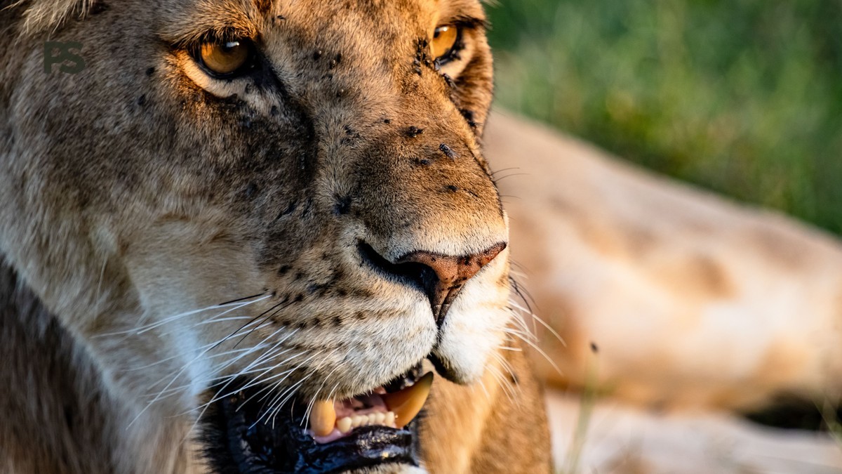 How Long Is the Drive to the Masai Mara? Real Times