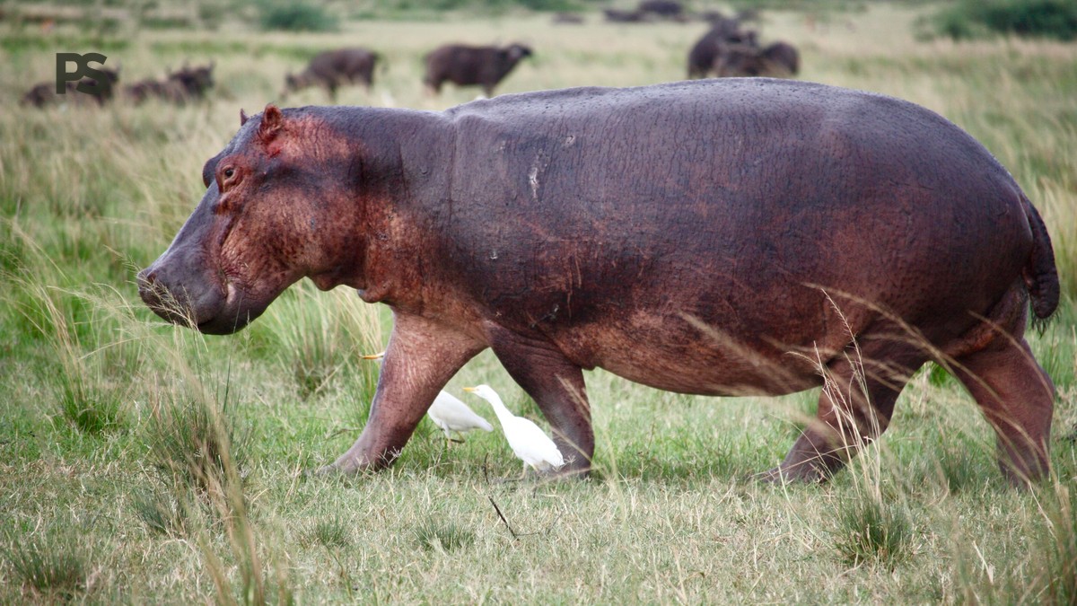 How Long Should a Safari Transfer Be? Real Kenya Times - photo 2