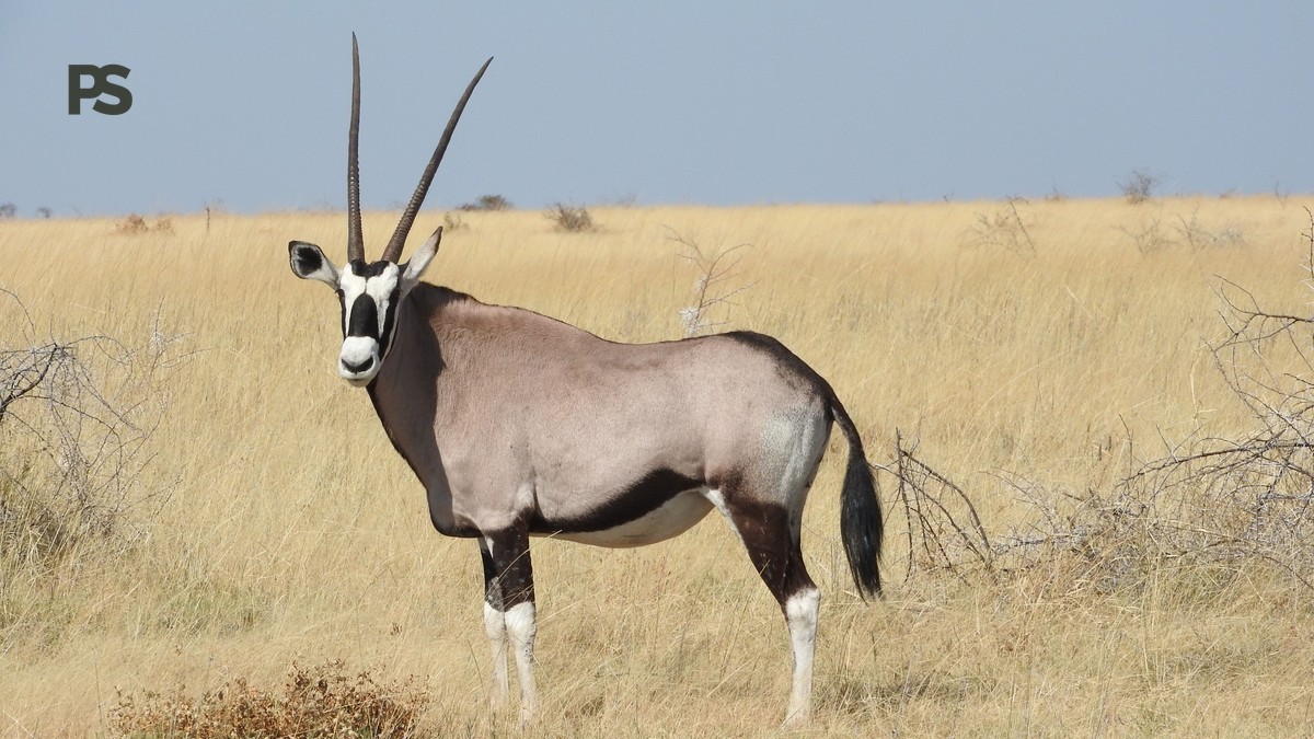 How Many Parks Should You Visit on Your First Safari?