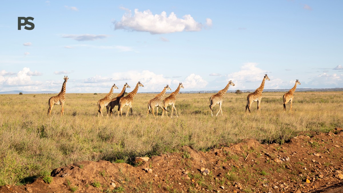 How Many Parks to Visit on Your First Kenya Safari - photo 2
