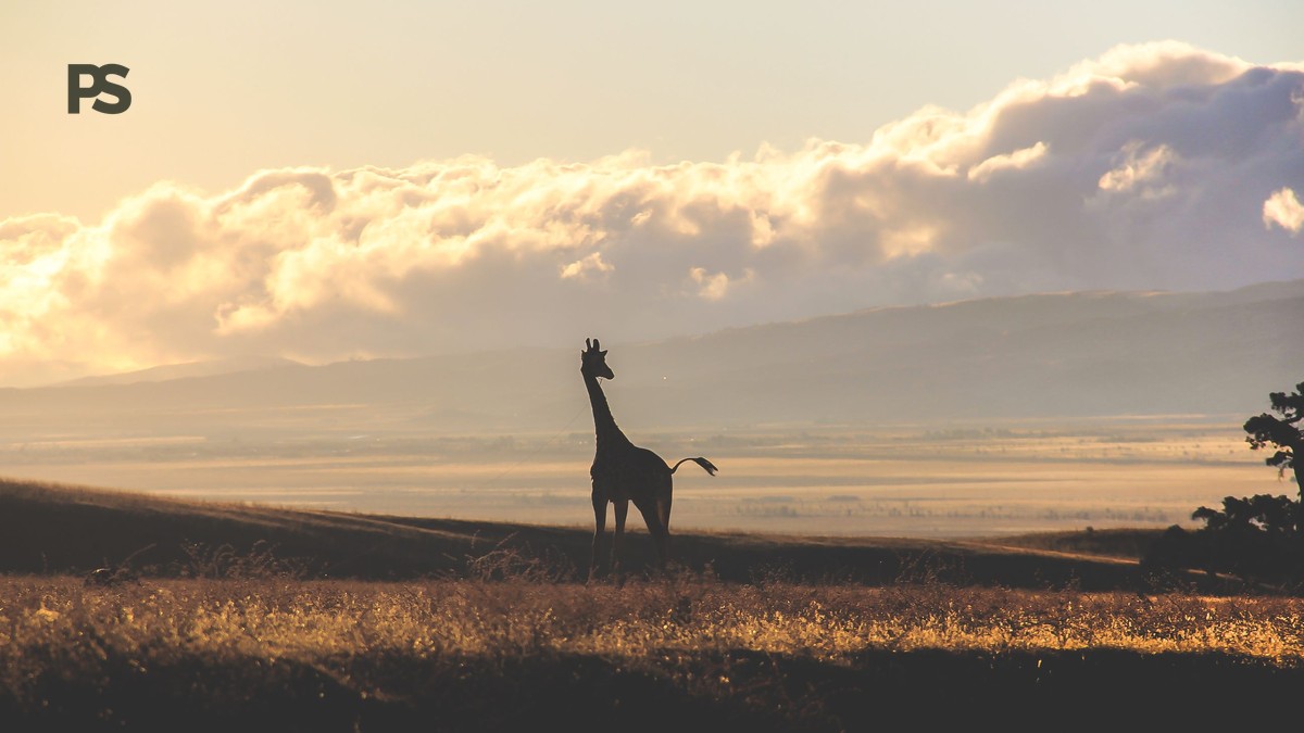 Is a 3-Day Kenya Safari Worth It? - photo 1
