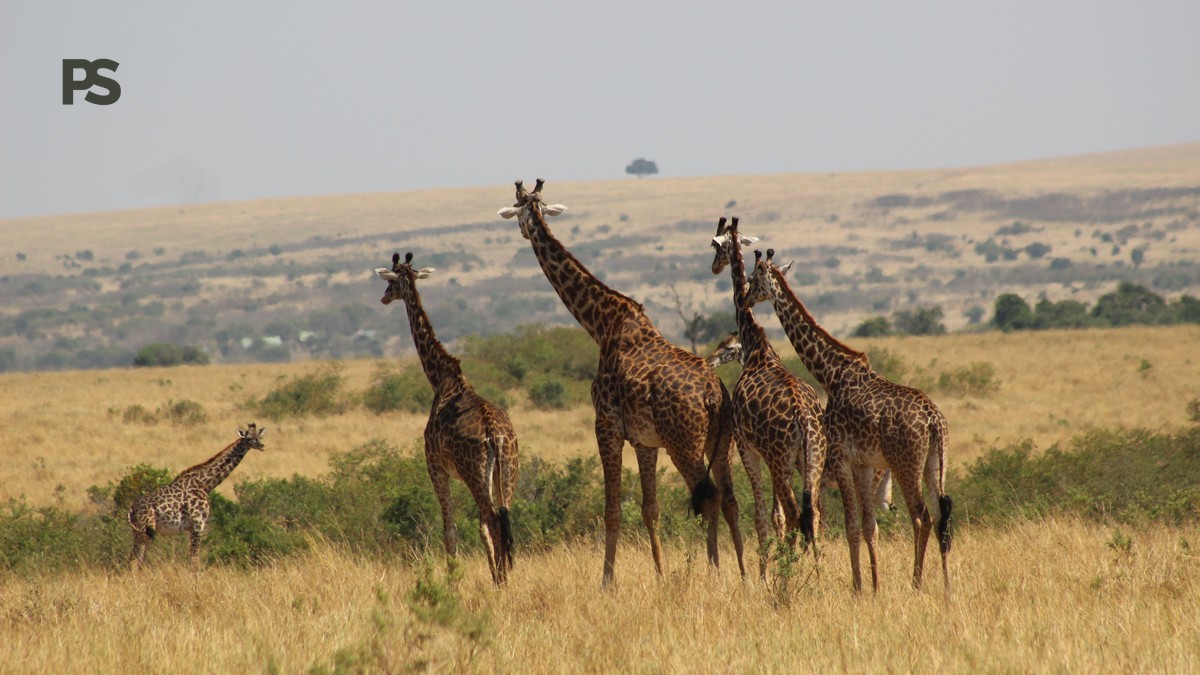 Is a Safari Guide Gratuity Mandatory? Kenya Tipping Guide