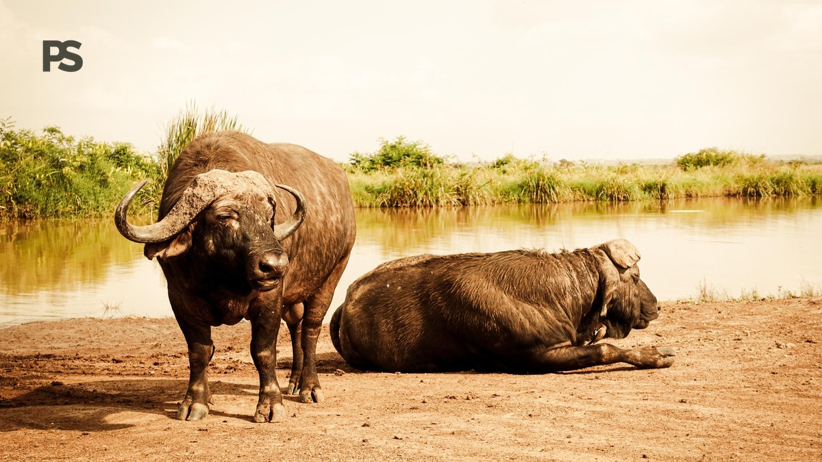 Is Kenya Safari Expensive? Real Costs, Budgets & Tips - photo 2