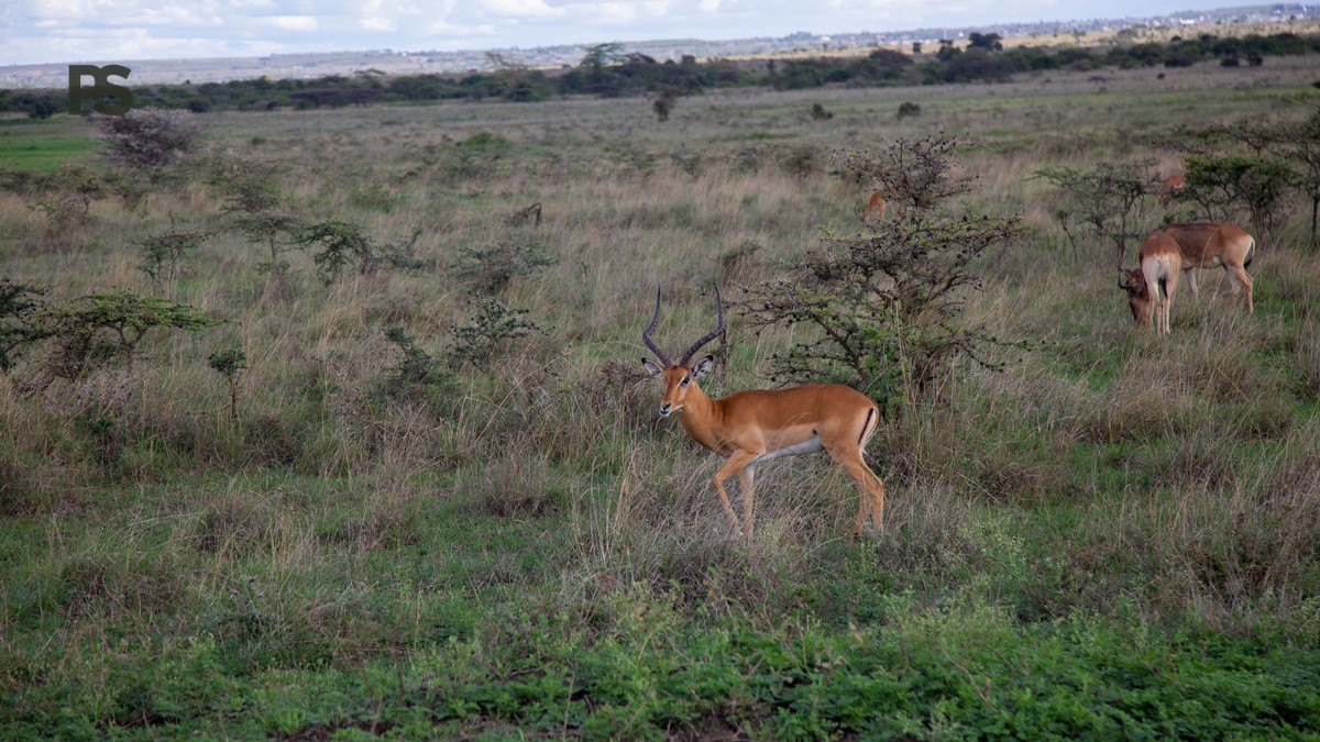 Karura Forest Nairobi Day Trip: What to Know in 2026