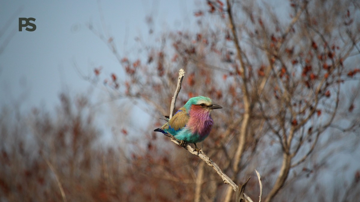 Kenya Birding Big Six: Species Checklist - photo 1