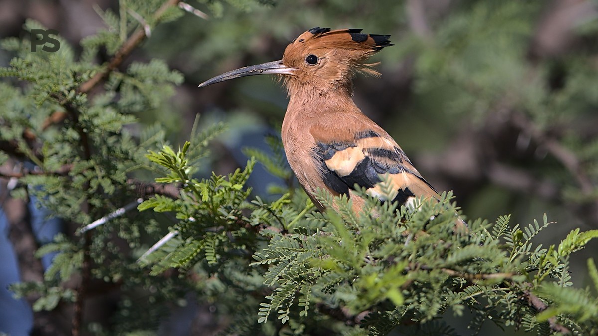 Kenya Birding Big Six: Species Checklist - photo 2