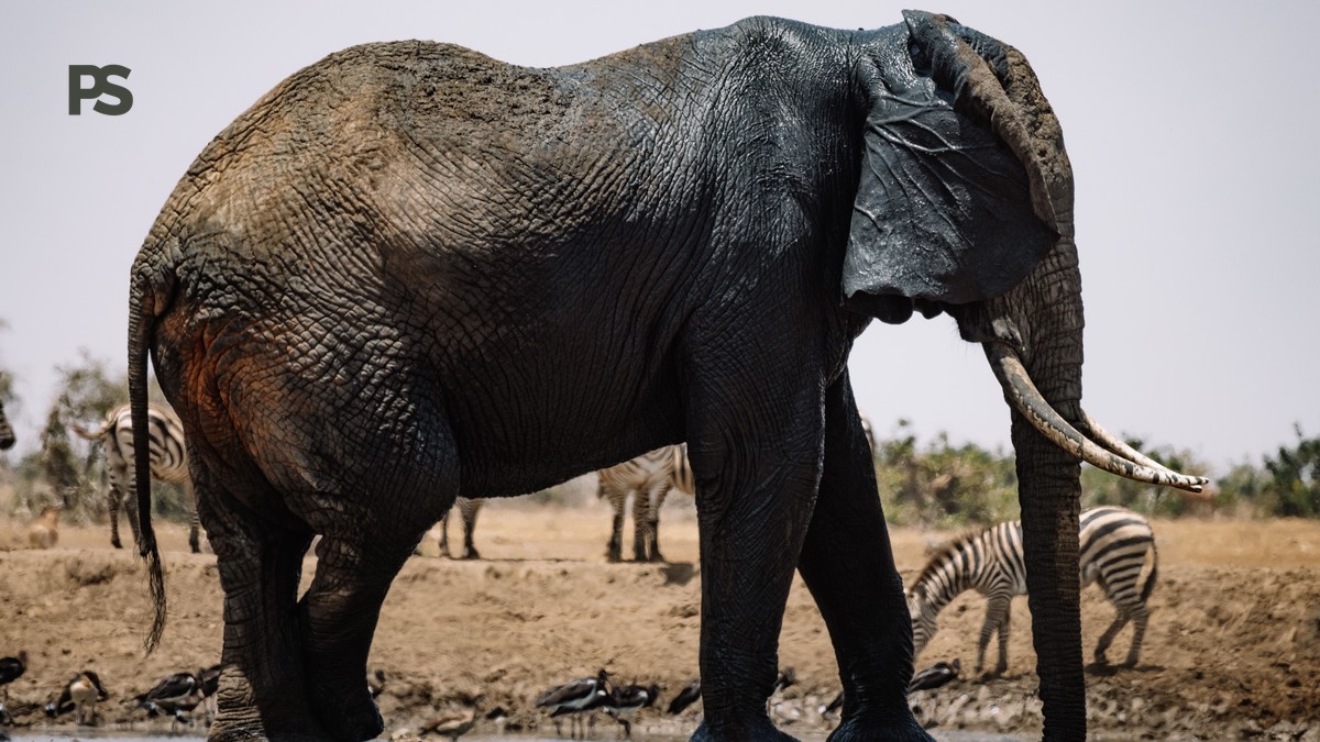 Kenya, Can I Request Female Guide Options? Book One Early -- Photo by ROMAN ODINTSOV on Pexels