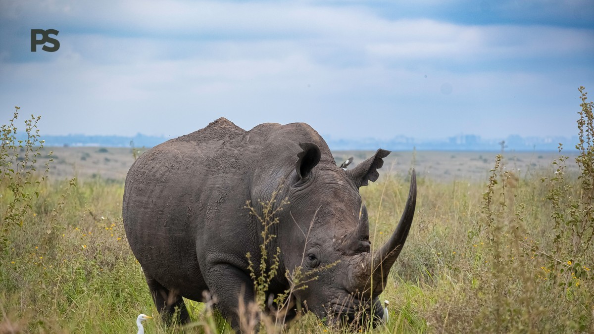 Kenya Park Reserve Conservancy Difference Finnish Speakers