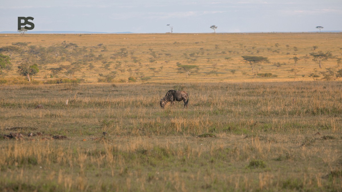 Kenya Park Reserve Conservancy Difference Finnish Speakers - photo 1