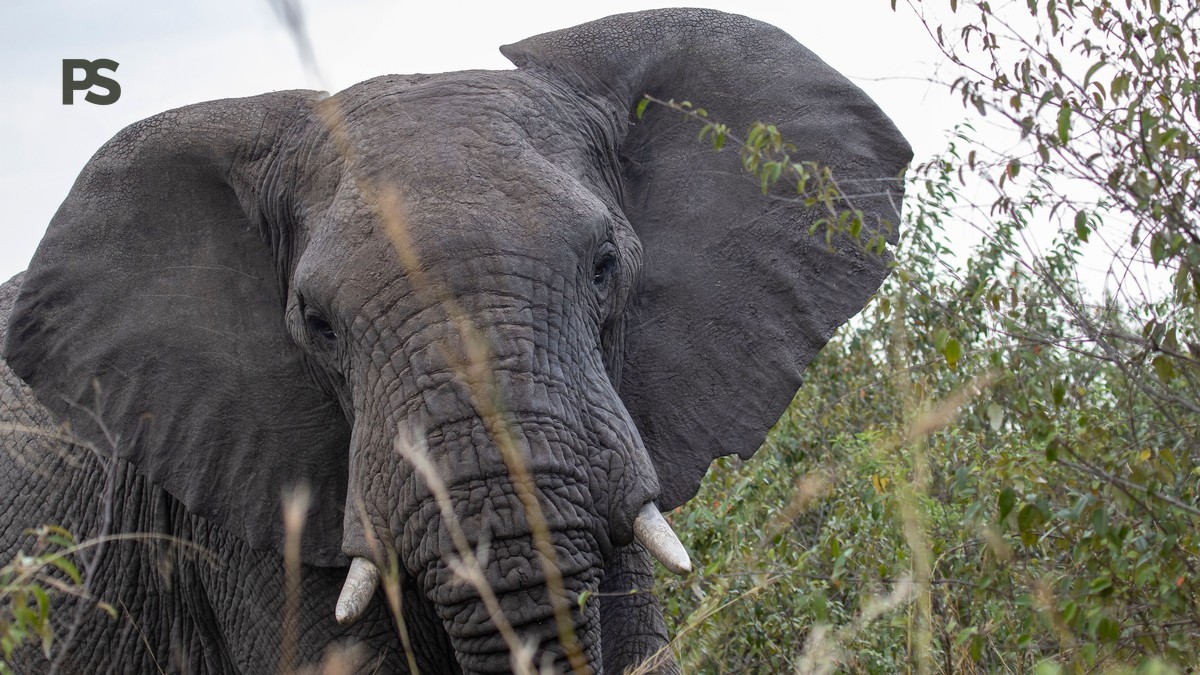 Kenya Park, Reserve, Conservancy Difference Explained