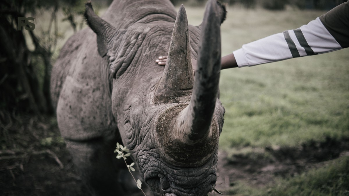 Kenya Park, Reserve, Conservancy Difference Explained - photo 2