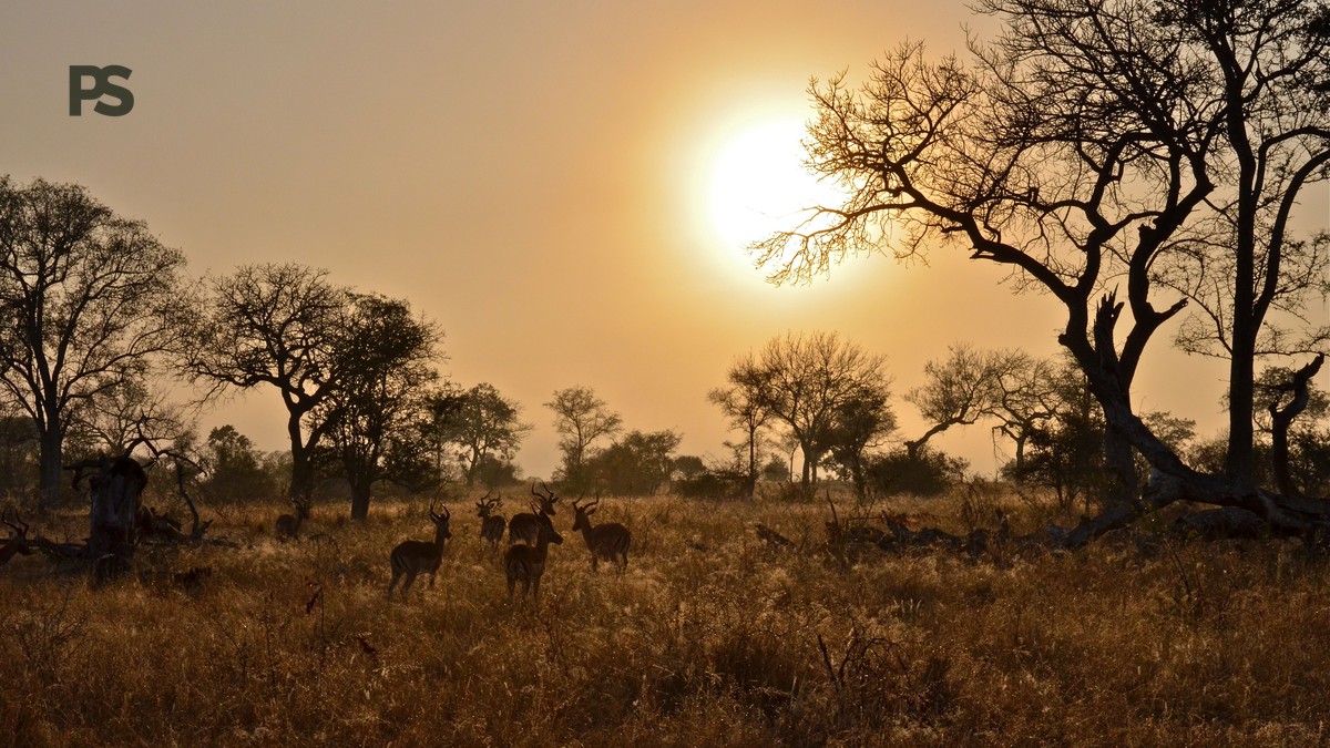 Halal-Friendly Kenya Safari Planning: Costs, eTA, and Camps - photo 1