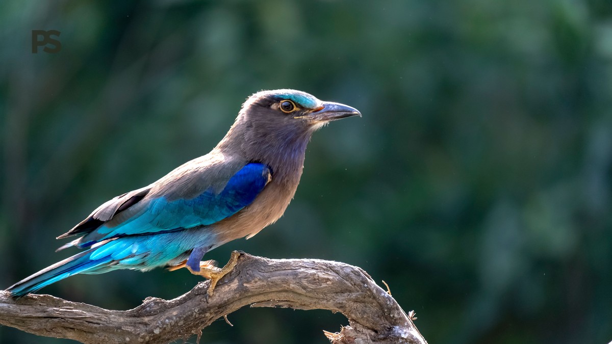Kenya Safari Birding Guide Marathi Speakers: 7 Days - photo 1