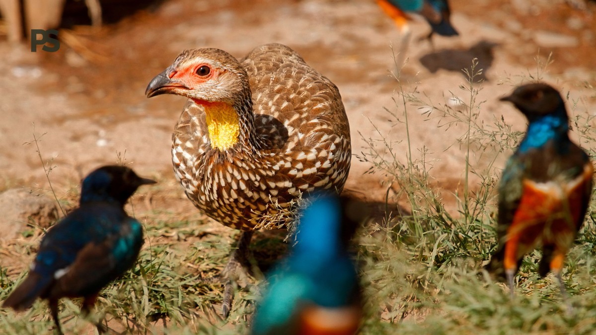 Kenya Safari Birding Itinerary Ten Days: 10-Day Plan -- Photo by Sanjeed Quazi on Pexels
