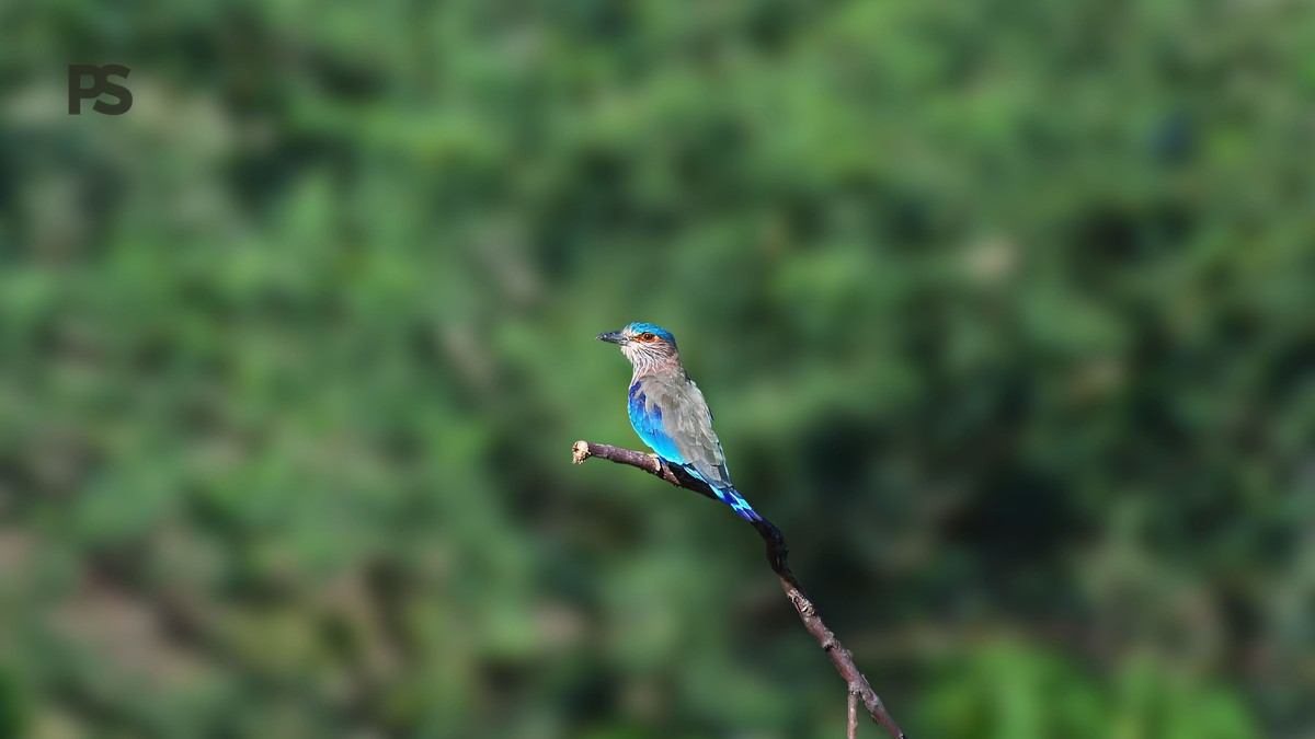 Kenya Safari Birding Itinerary Ten Days: 10-Day Plan - photo 1