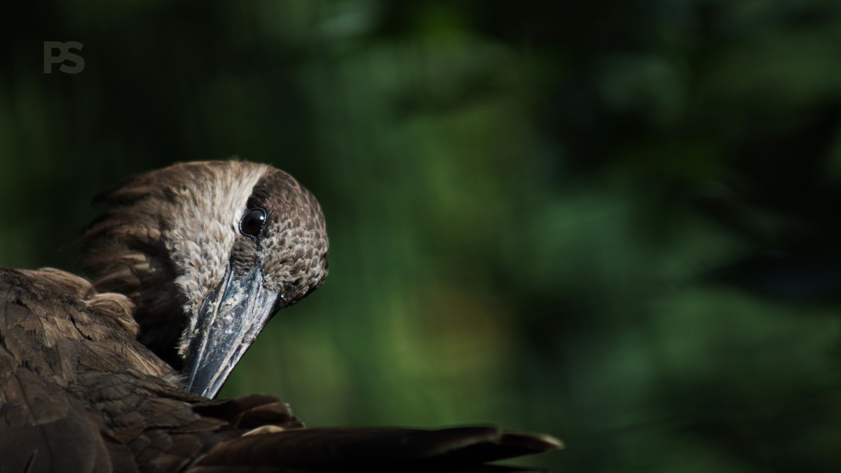 Kenya Safari Birding Itinerary Ten Days: 10-Day Plan - photo 2