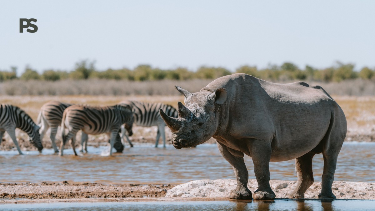 Kenya Safari Budget Planner for French Speakers (2026)