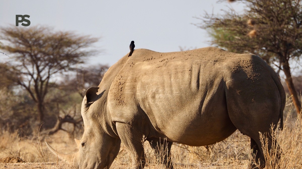 Kenya Safari Cancellation Deposit Policy Explained