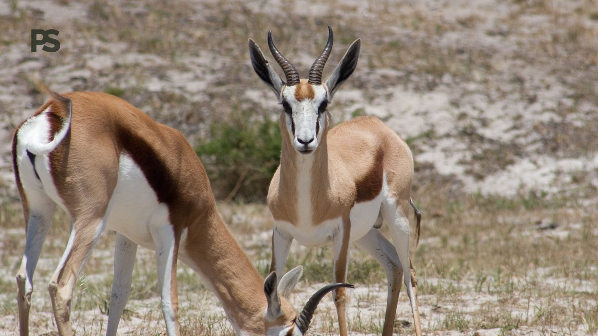 Kenya Safari Cost Guide for Gujarati Speakers: 2026 Prices
