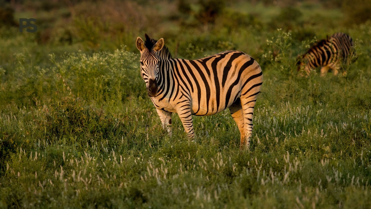 Kenya Safari December Christmas Peak Season Guide