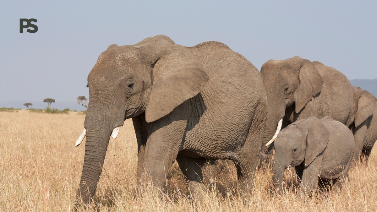 Kenya Safari December Christmas Peak Season Guide - photo 2