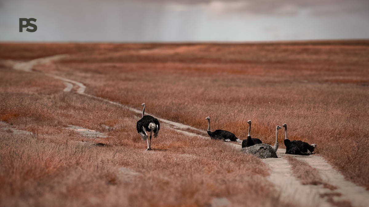 Kenya Safari Driving Versus Flying: Route-by-Route Guide