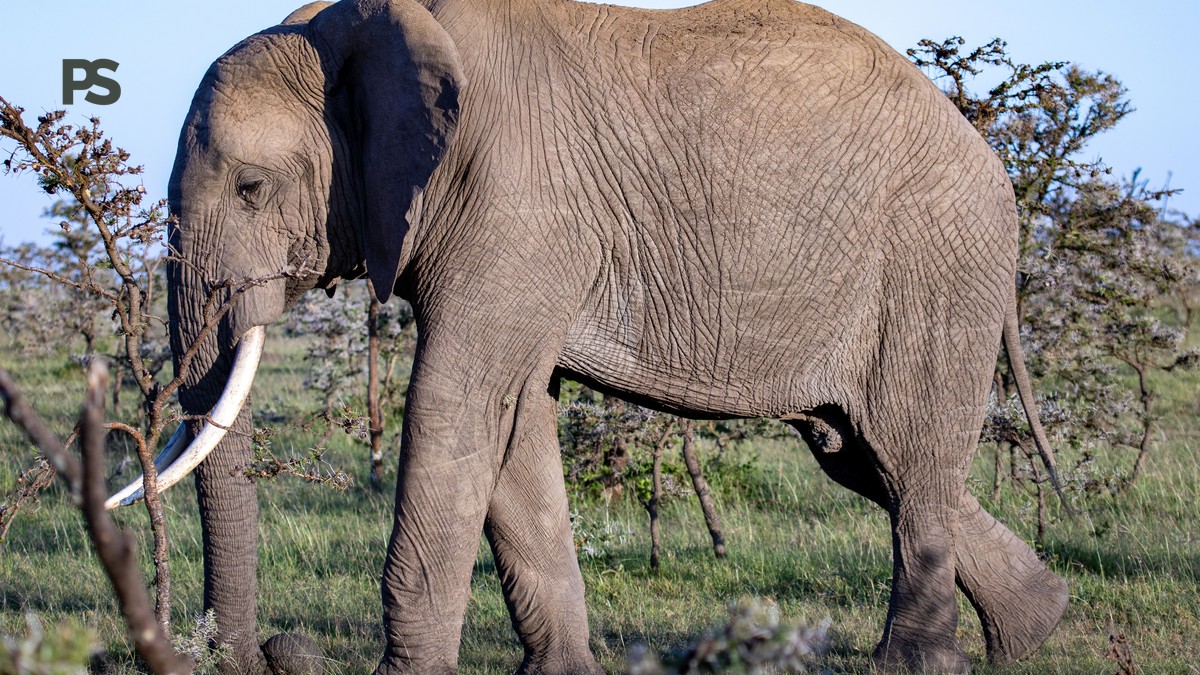 Kenya Safari Driving Versus Flying: Route-by-Route Guide - photo 2