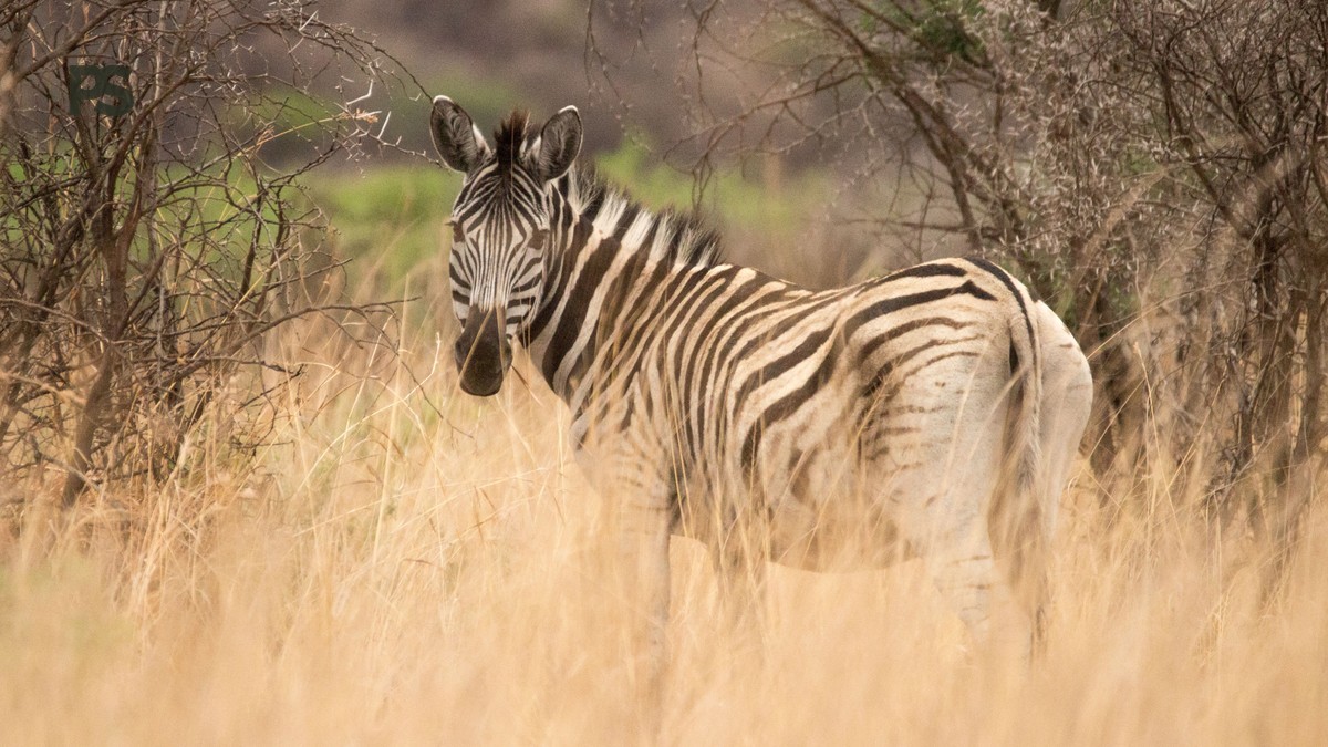 French-Speaking Guides for Kenya Safaris: Costs and Routes -- Photo by Charmain Jansen van Rensburg on Pexels