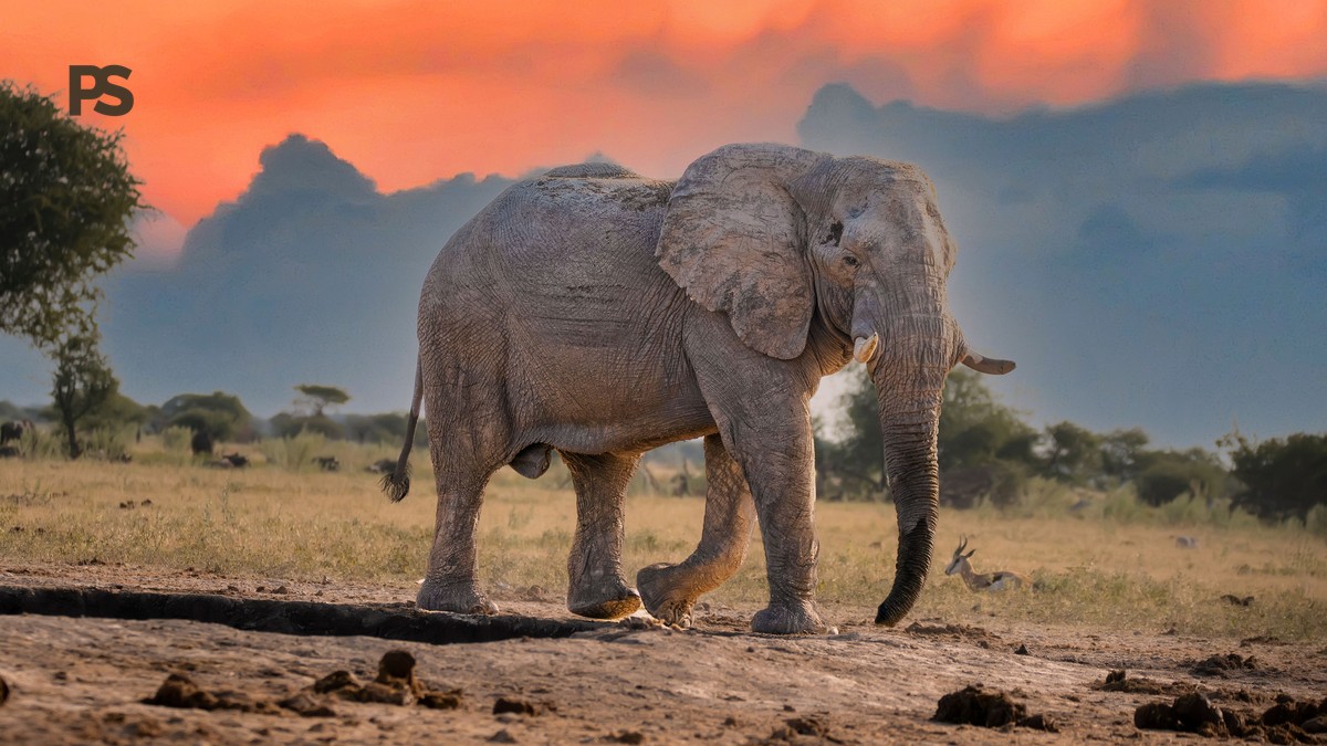 French-Speaking Guides for Kenya Safaris: Costs and Routes - photo 1