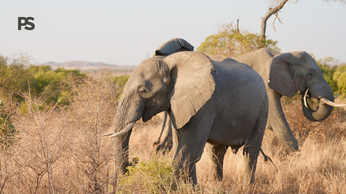 kenya safari french speaking families: 10-Day Plan -- Photo by Zhang Thomas on Pexels