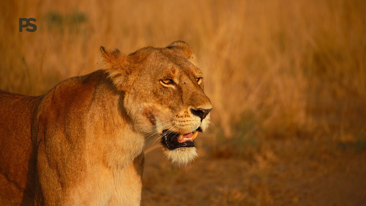 kenya safari french speaking families: 10-Day Plan - photo 1