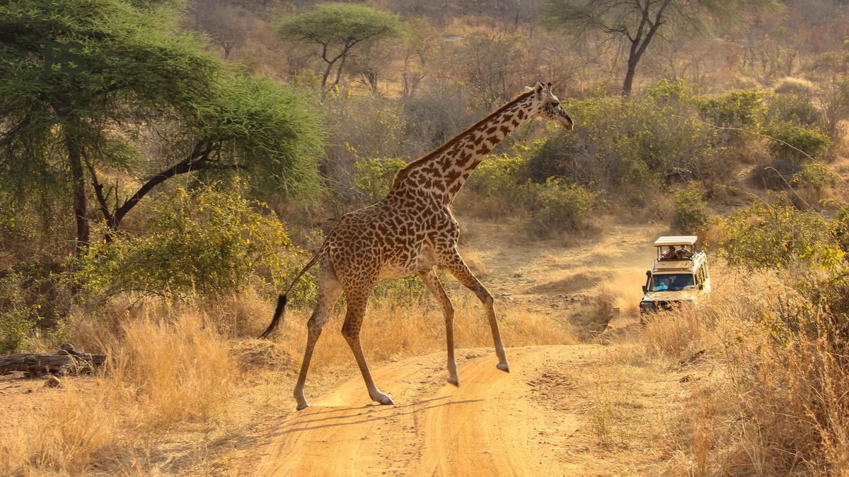 kenya safari french speaking families: 10-Day Plan - photo 2