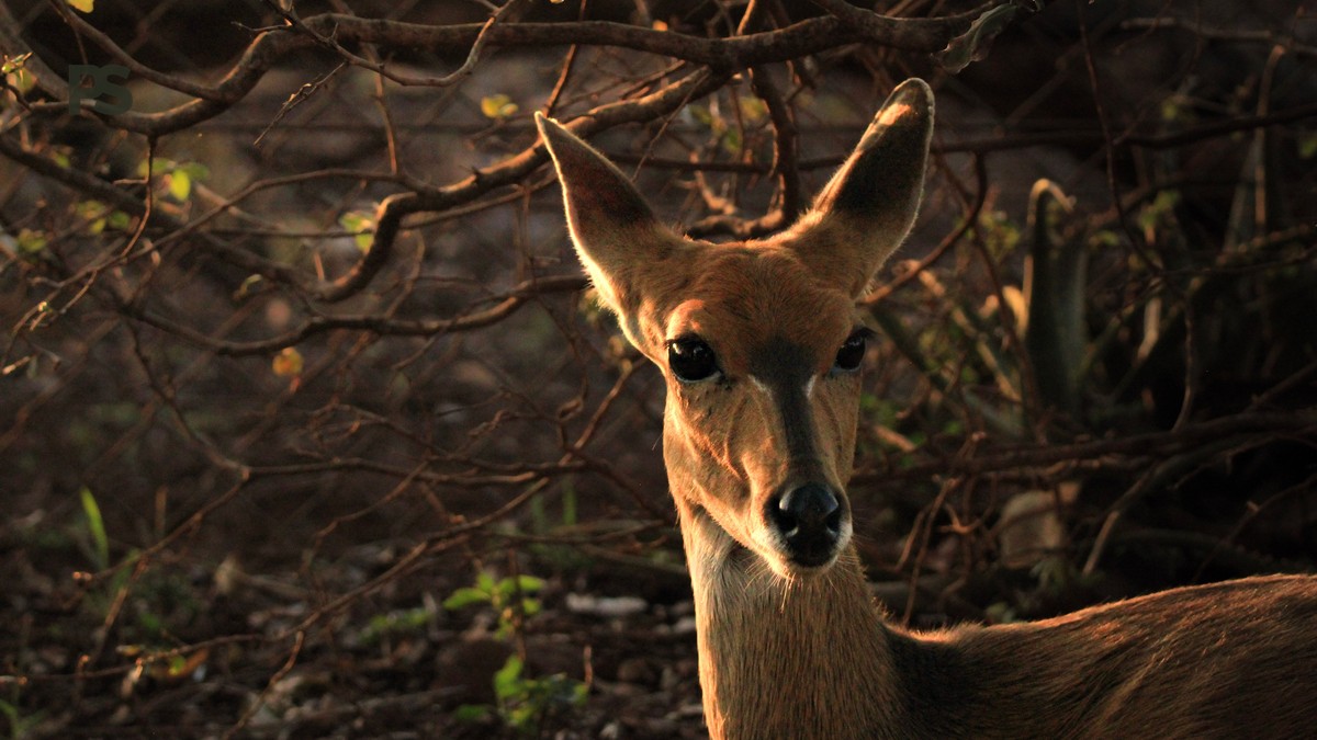 Kenya Safari Guide Arabic Speakers: 7 Booking Steps - photo 1