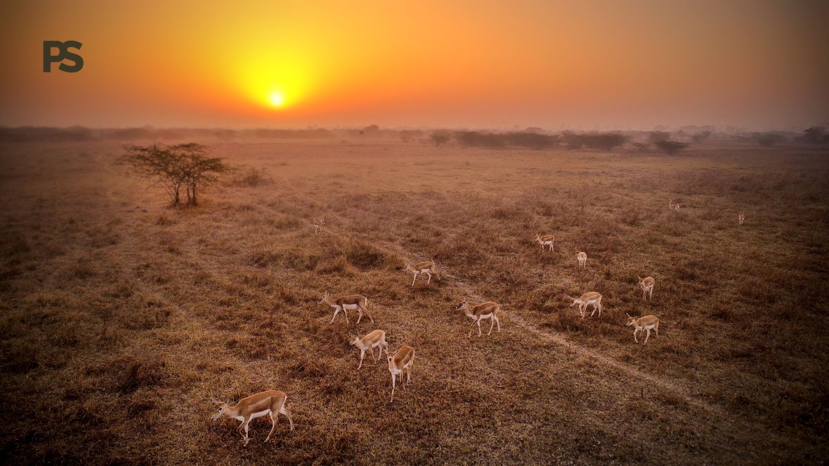 Kenya Safari Guide Chinese Speakers: Costs and Itinerary - photo 1