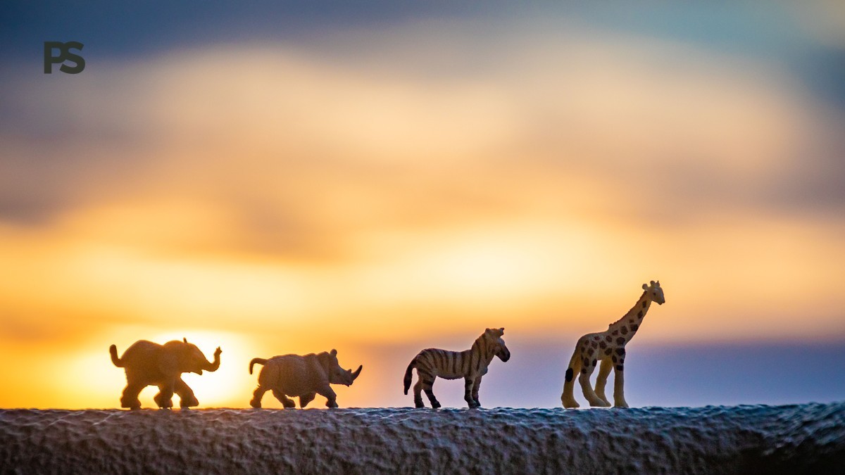 French-Speaking Safari Guides in Kenya: Real Costs -- Photo by Magda Ehlers on Pexels