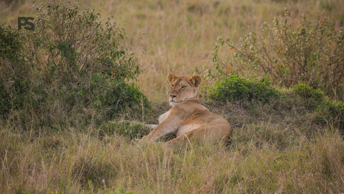 French-Speaking Safari Guides in Kenya: Real Costs - photo 2