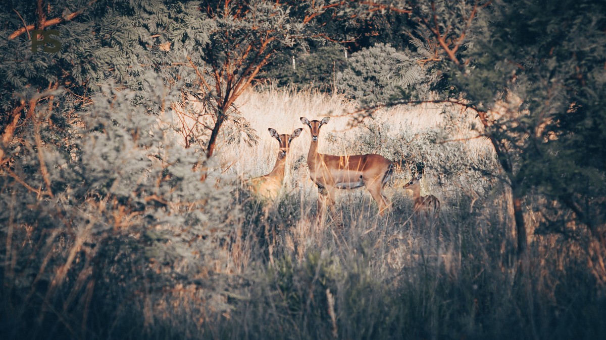 German-Speaking Kenya Safari Guides: 7-Day Cost Breakdown - photo 1