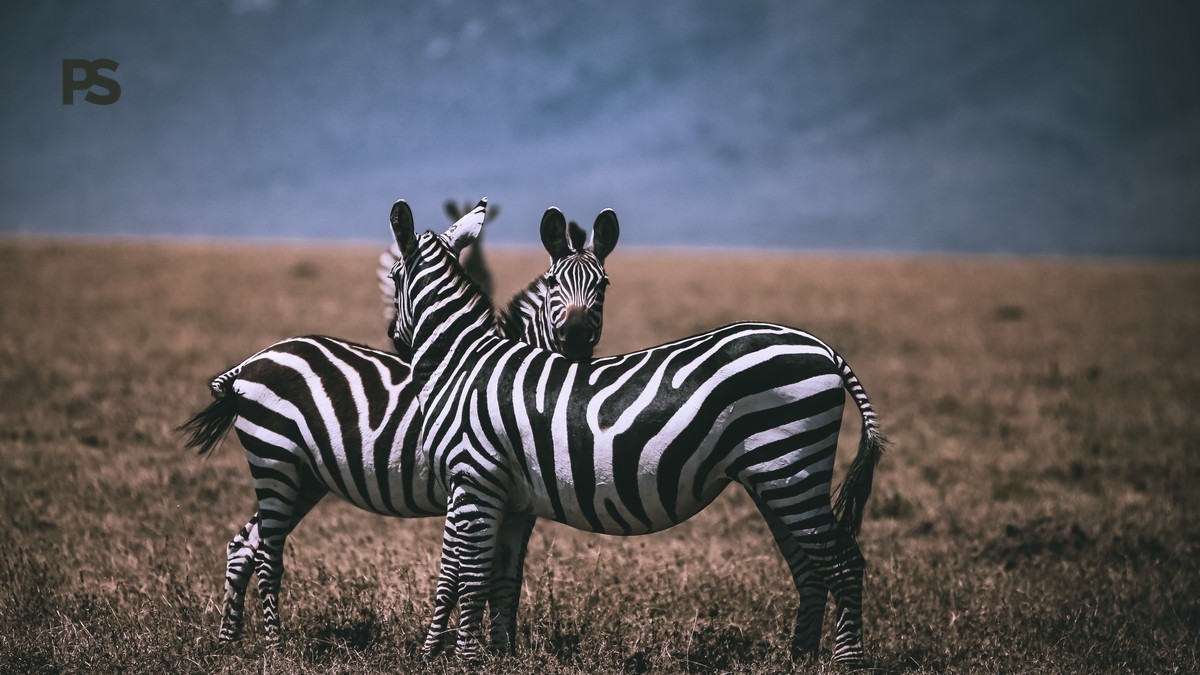 Italian-Speaking Safari Guides in Kenya: Cost & Tips -- Photo by Twilight Kenya on Pexels