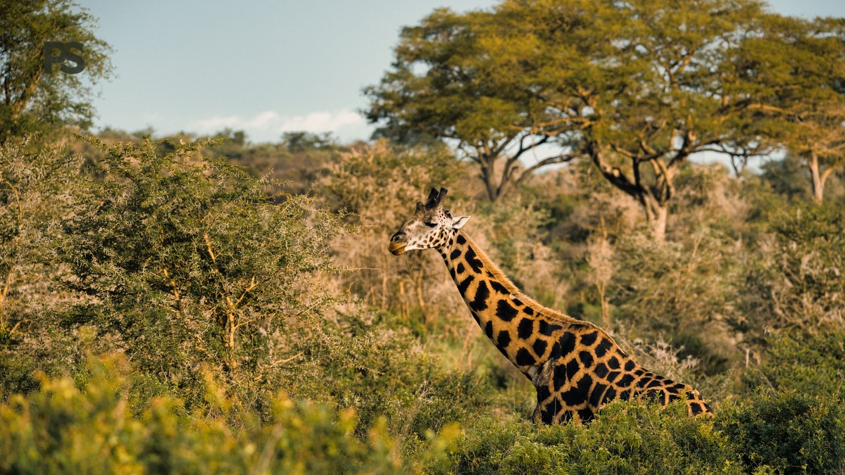 Kenya safari guide portuguese speakers: 5-Day Costs - photo 1